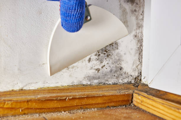 Forensic Mold Investigation in Lufkin, TX